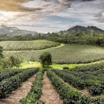 Arabica ve Robusta Çekirdekleri: Karşılaştırmalı Bakış