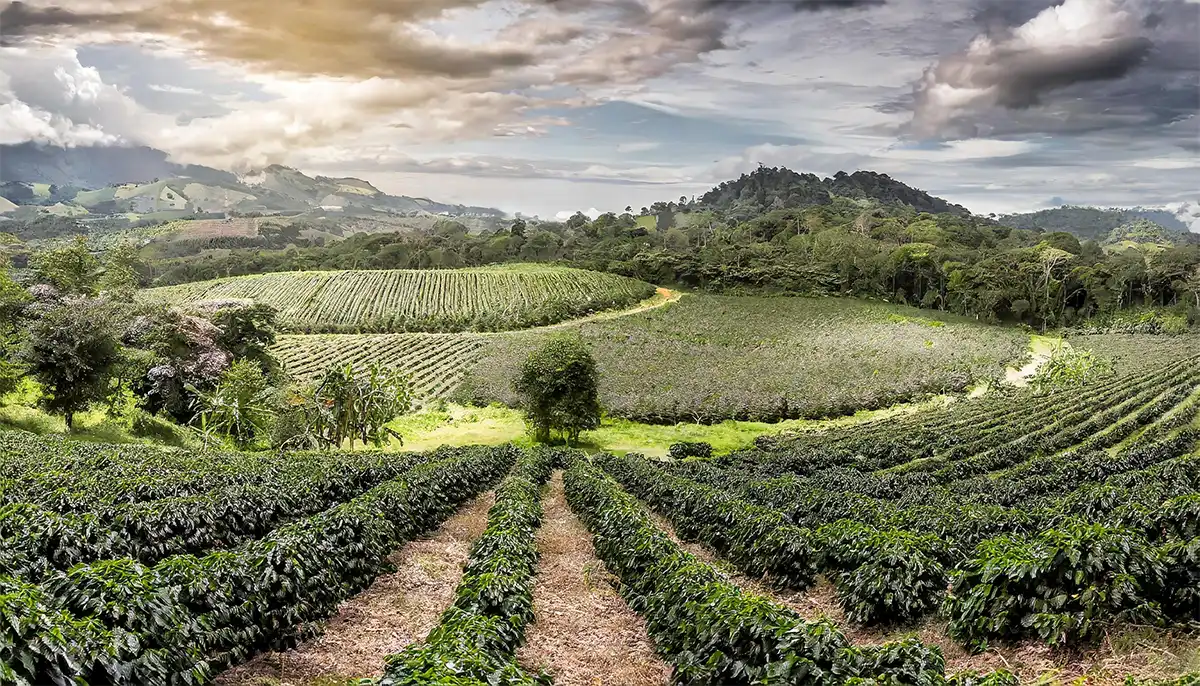 Arabica ve Robusta Çekirdekleri: Karşılaştırmalı Bakış